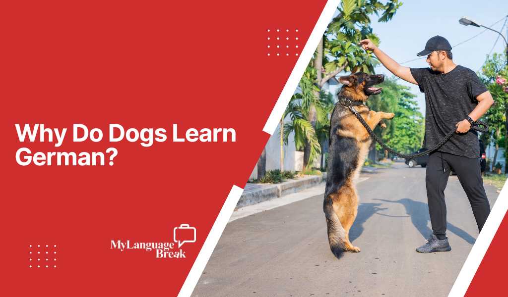 why-do-dogs-learn-german